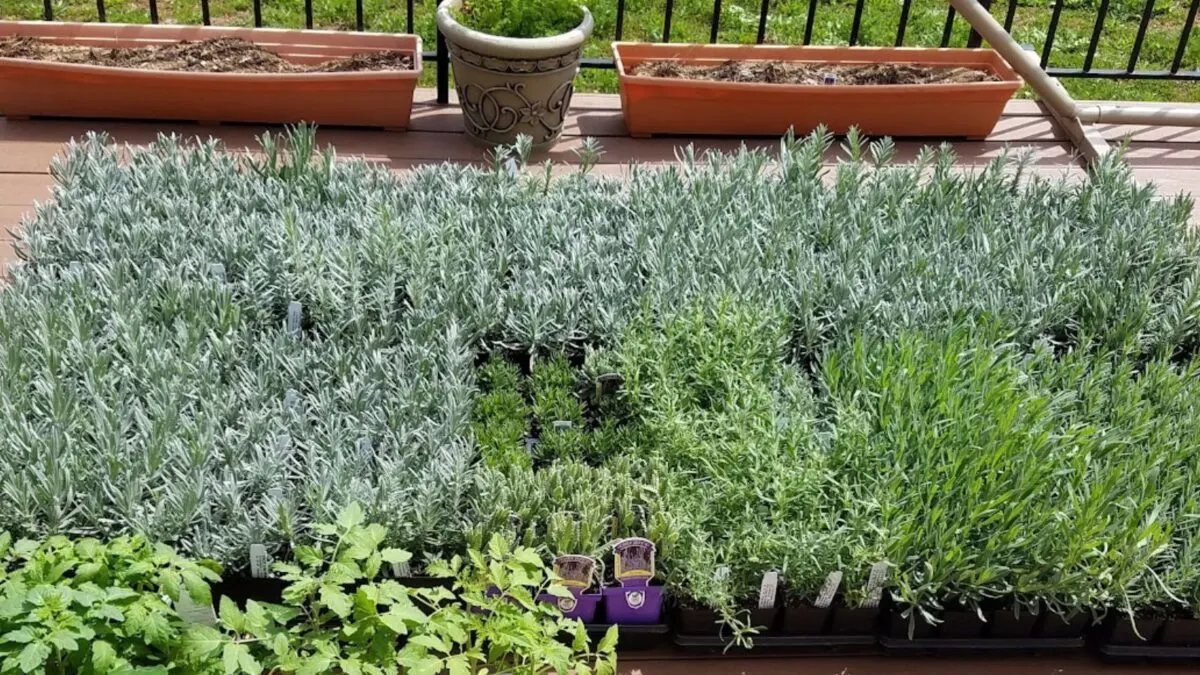 trays with lavender plants on my back porch.
