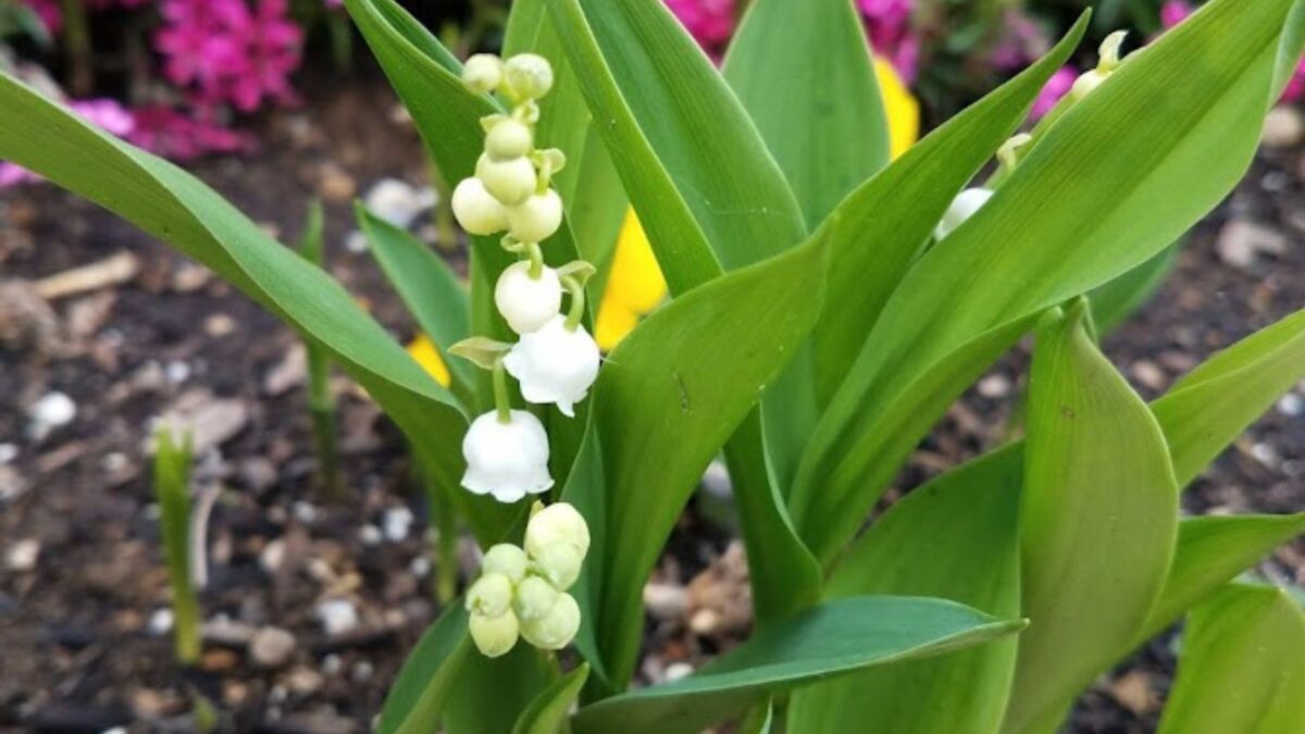 12 Lily of the Valley Hardy Perennial Plants Pips Bulbs with Roots Variable Listing lily of the valley flowers.