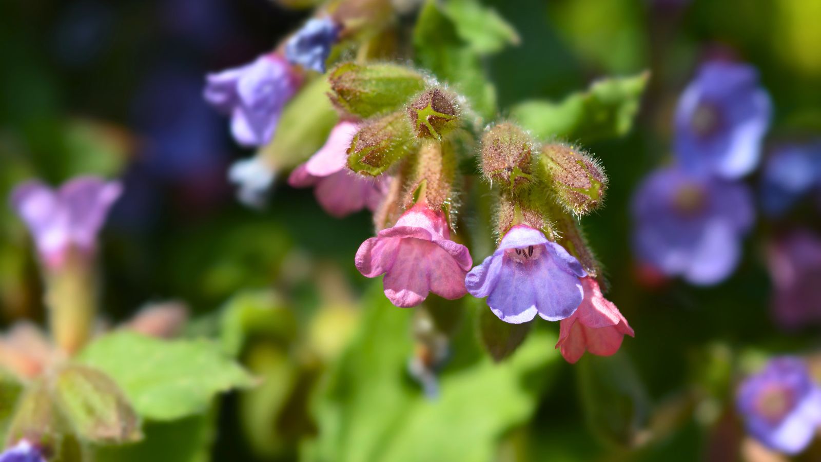 pink and purple lungwort flowers.