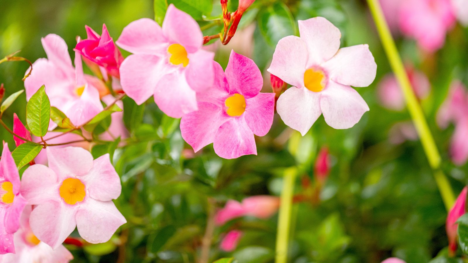 pink mandevilla flowers.