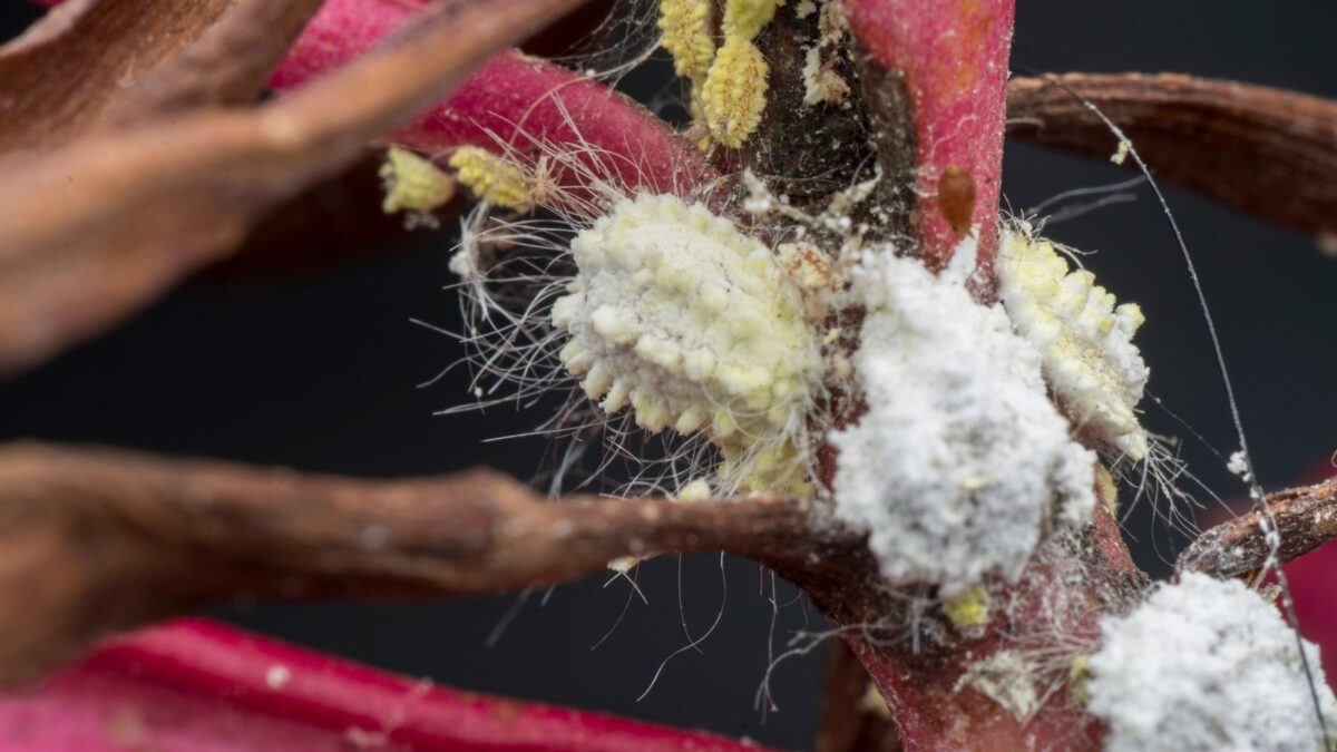 a closeup look at mealybugs on a plant.