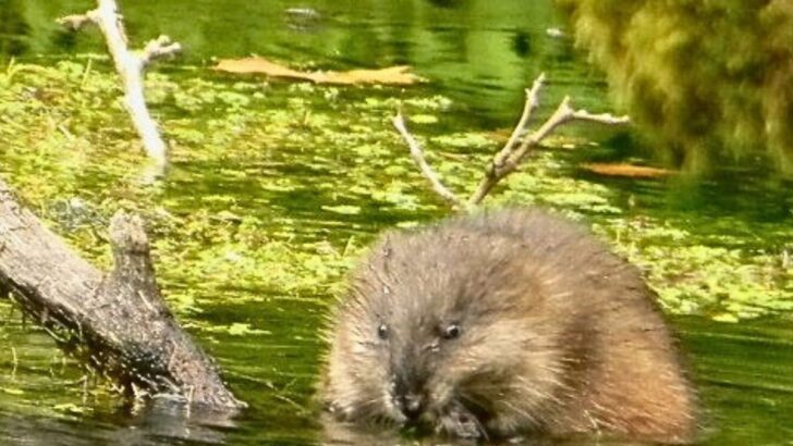How to Get Rid of Muskrats in Your Yard: 6 Effective Methods