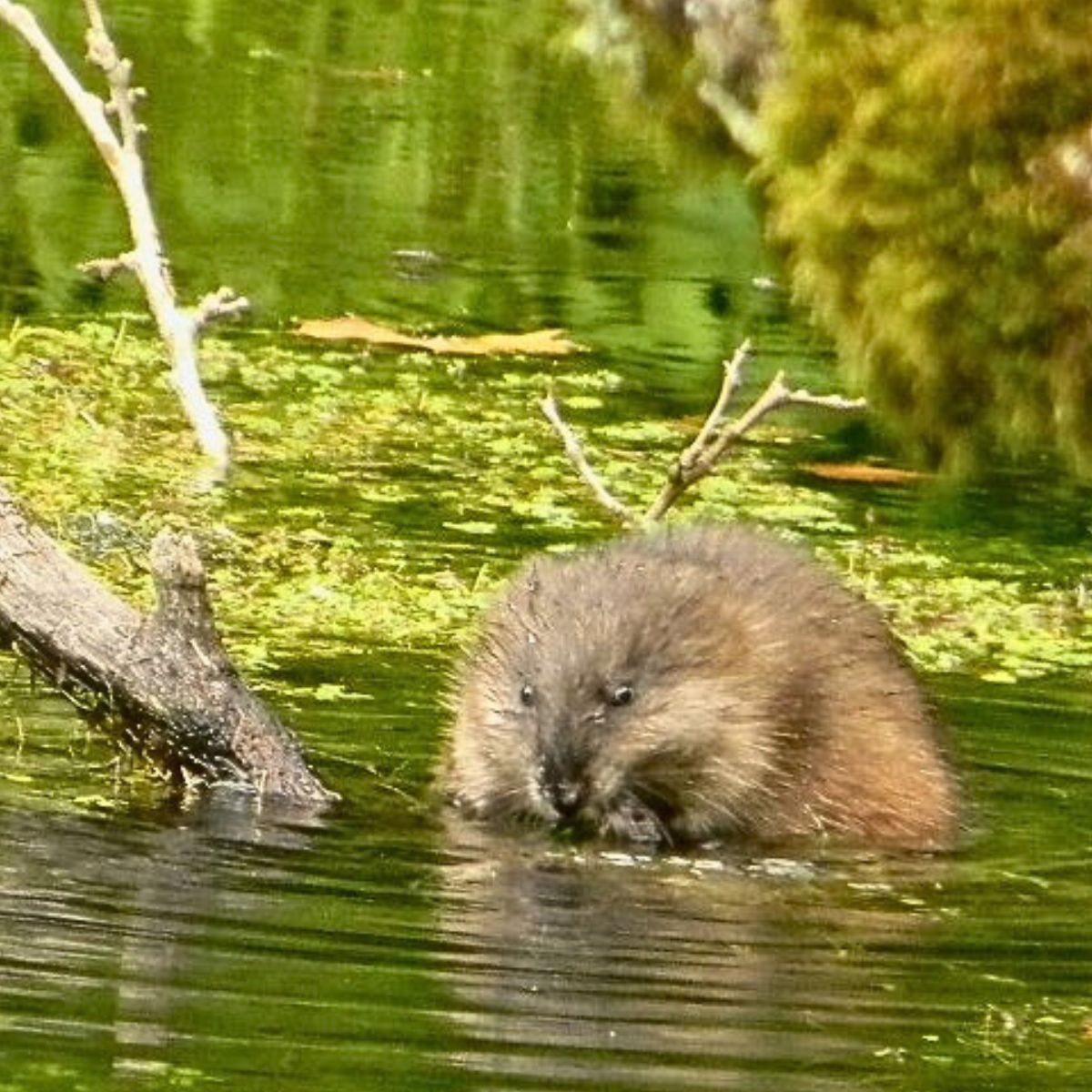 How To Get Rid Of Muskrats In Your Yard 6 Effective Methods