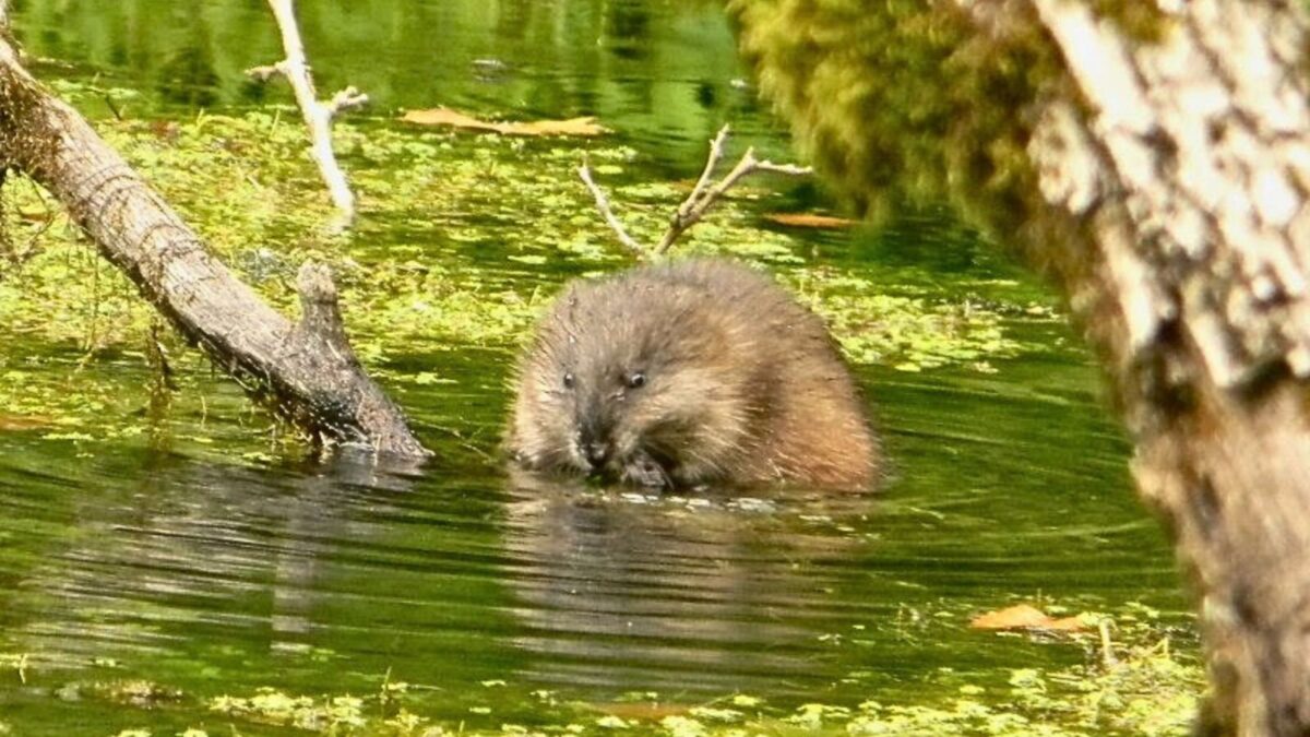 muskrat on a log. 