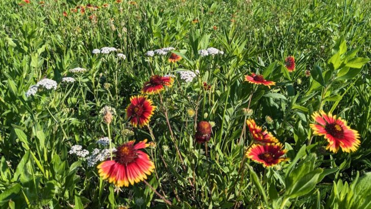 12 Easy-to-Grow Native Wildflowers for Your Garden