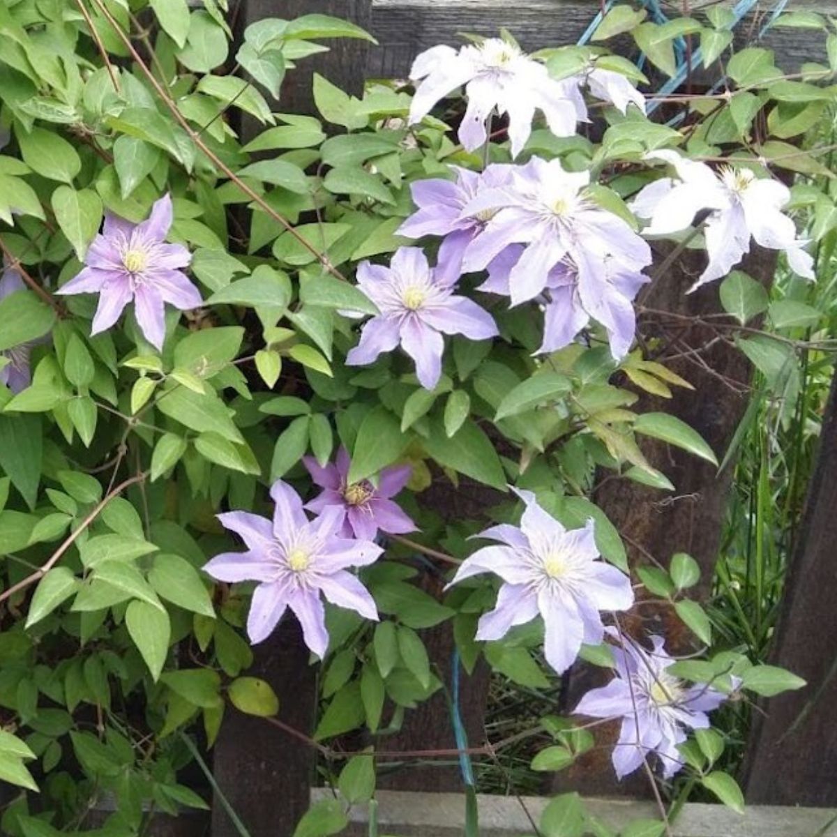 pale purple clematis flowers.
