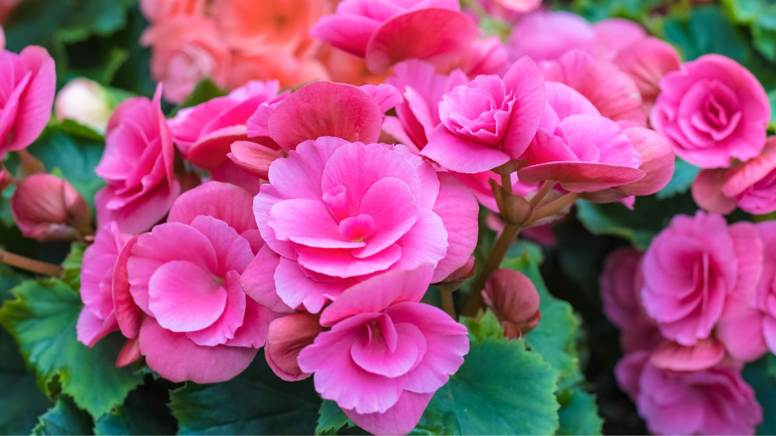 pink begonia flowers.