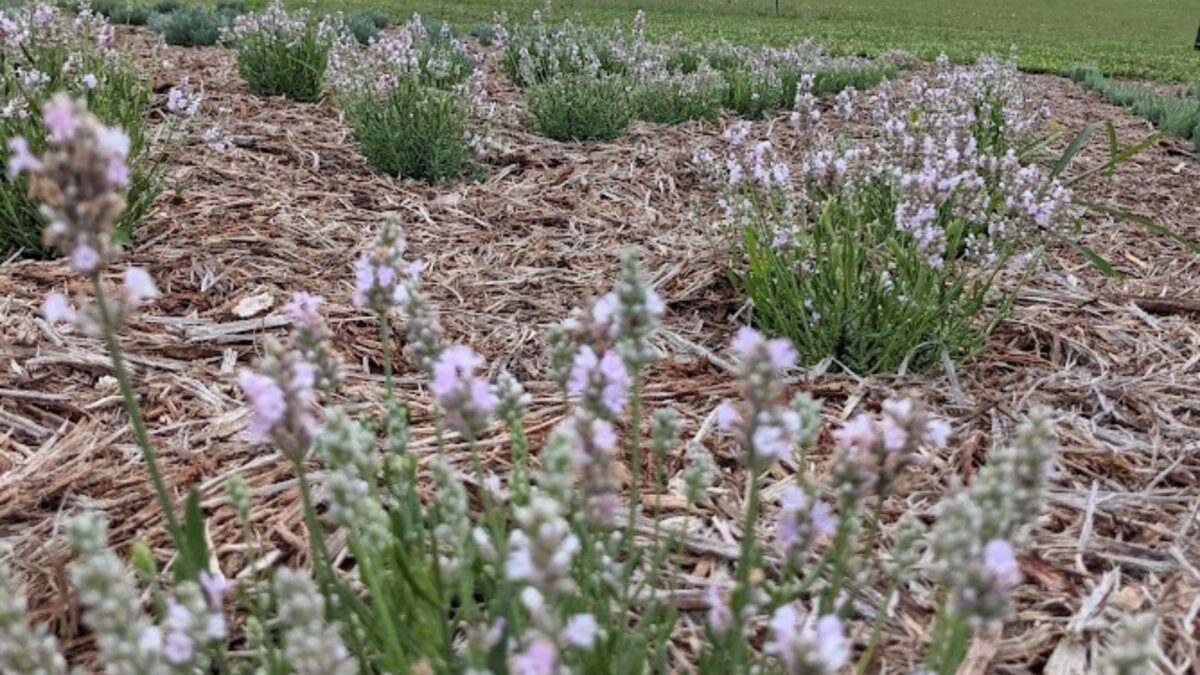 pink lavender flowers.