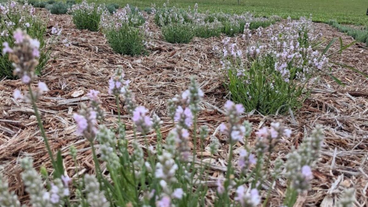 pink lavender flowers.