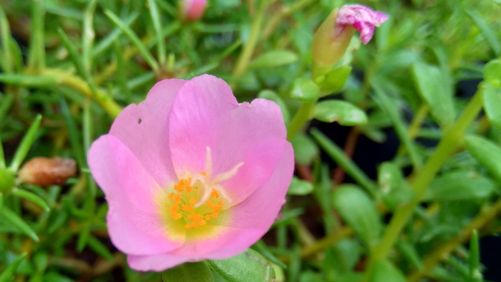pink portulaca flower.