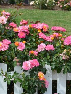 pink roses behind a white picket fence.