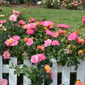 pink roses behind a white picket fence.
