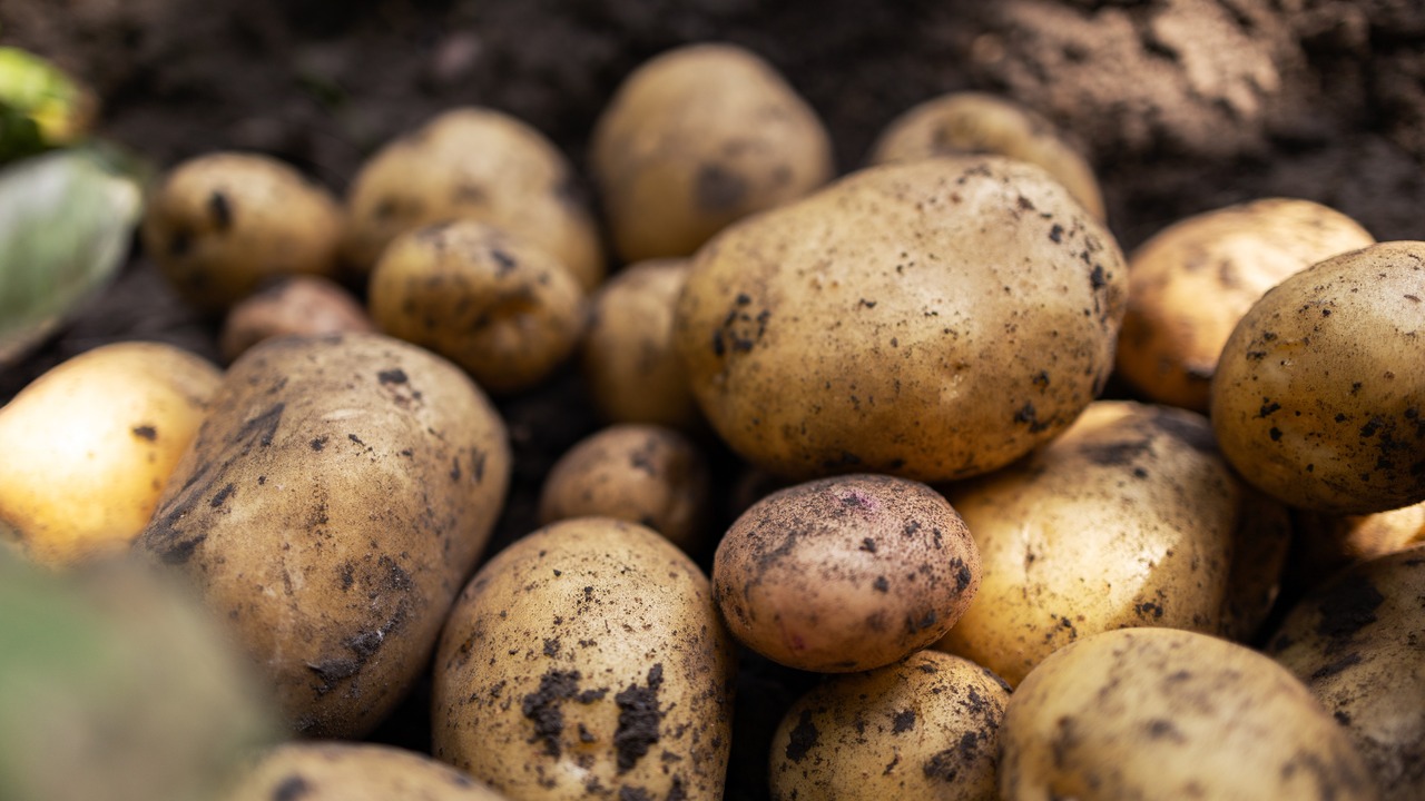 fresh organic potatoes in the field