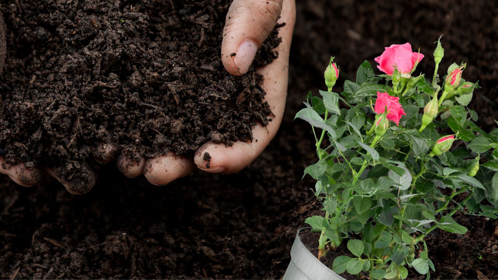 soil ready to plant roses.