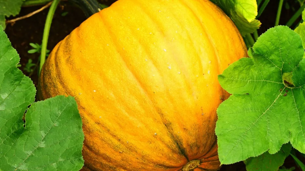 pumpkin ready to harvest. 