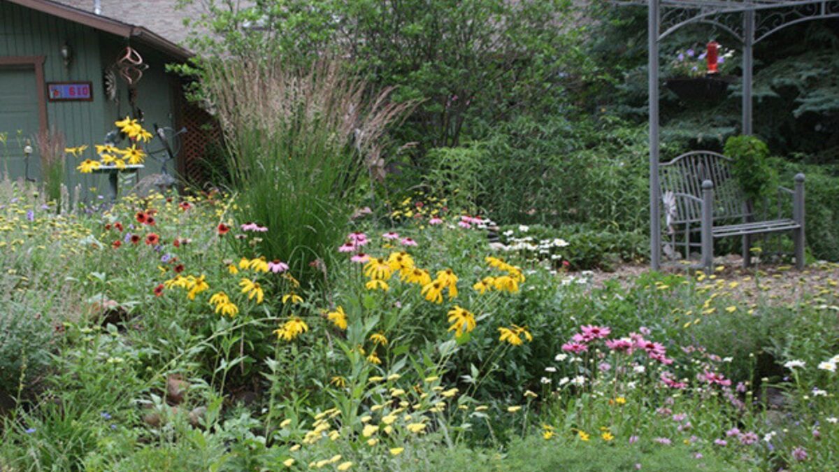 Rain garden that incorporates native drought tolerant plants in Flagstaff, Arizona.