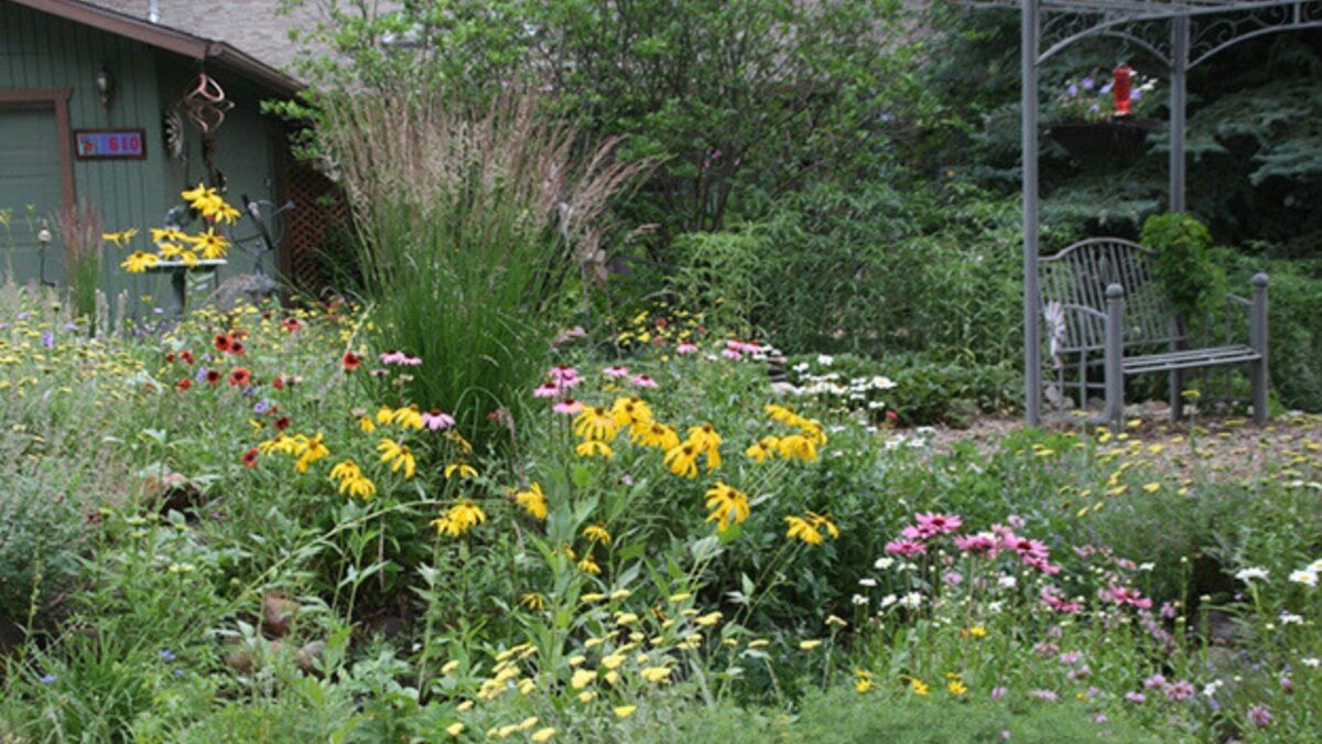 Rain garden that incorporates native drought tolerant plants in  Flagstaff, Arizona.