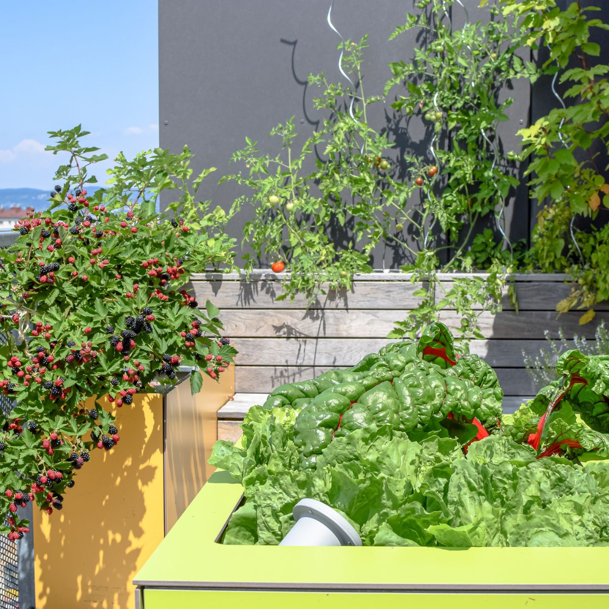 Mangel, tomatoes and blackberries growing on a rooftop garden in Vienna