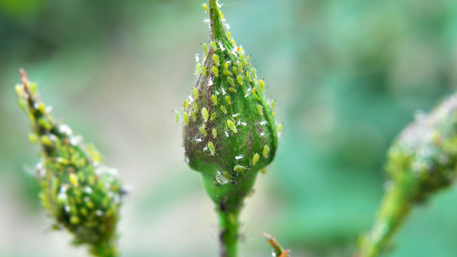 rose buds covered in aphids. 