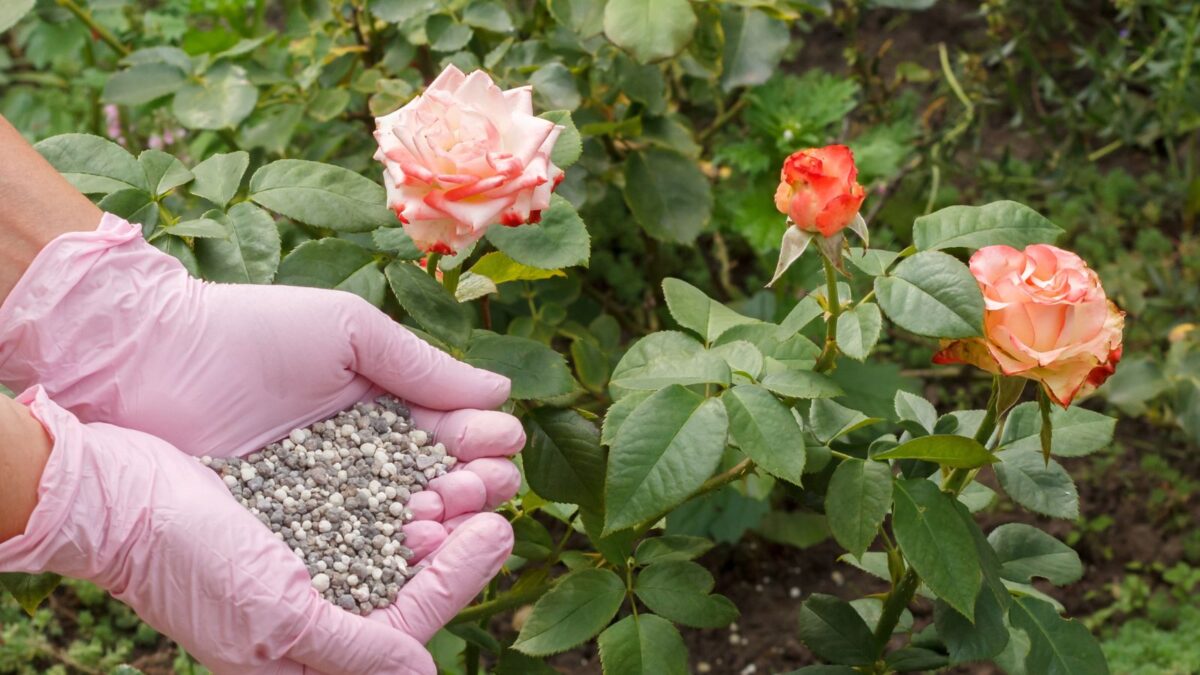 woman's hands wearing pink gloves and adding fertilizer pellets to a rose bush. 