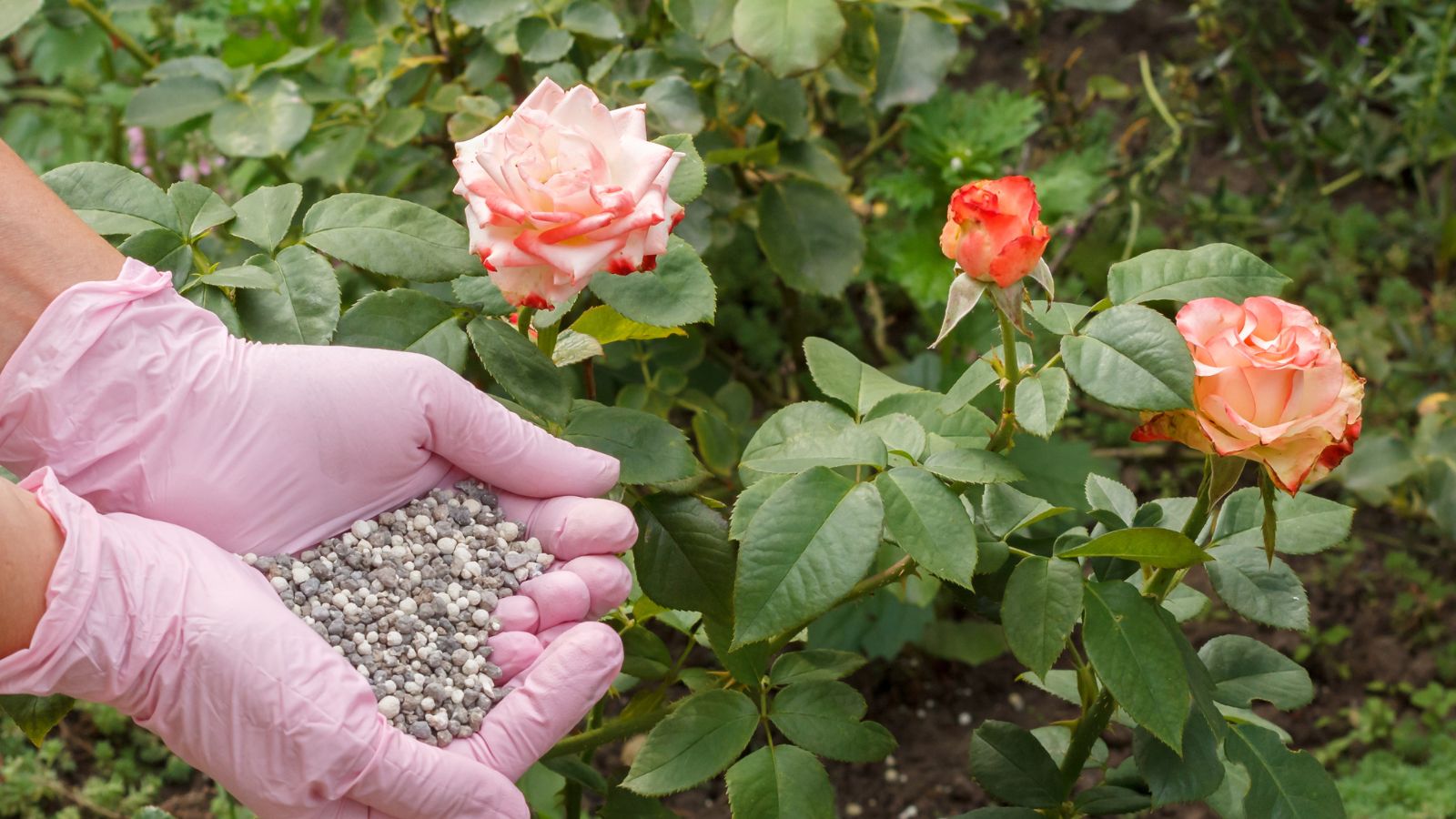 woman's hands wearing pink gloves and adding fertilizer pellets to a rose bush.