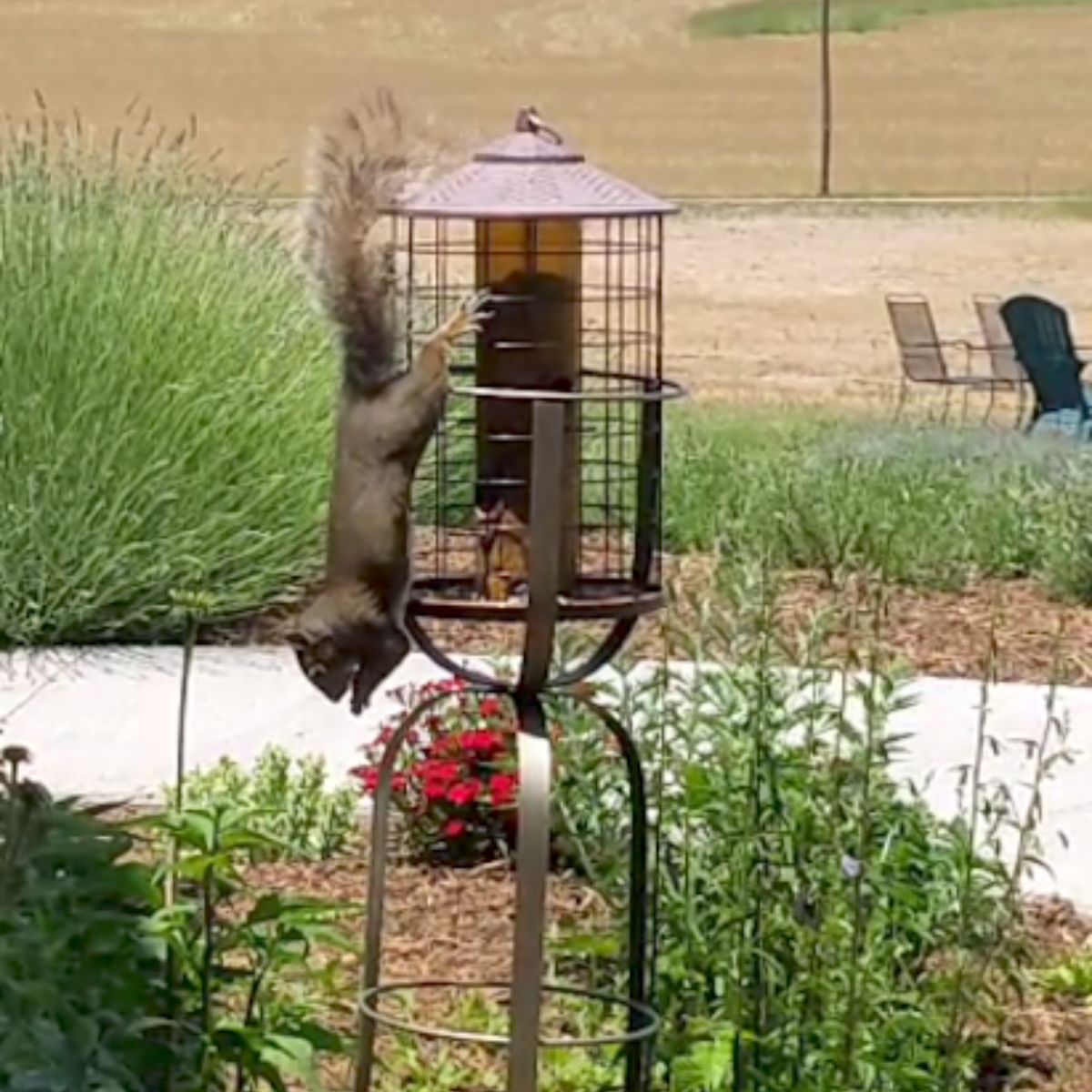 Upside down squirrel eating bird seed from the feeders.
