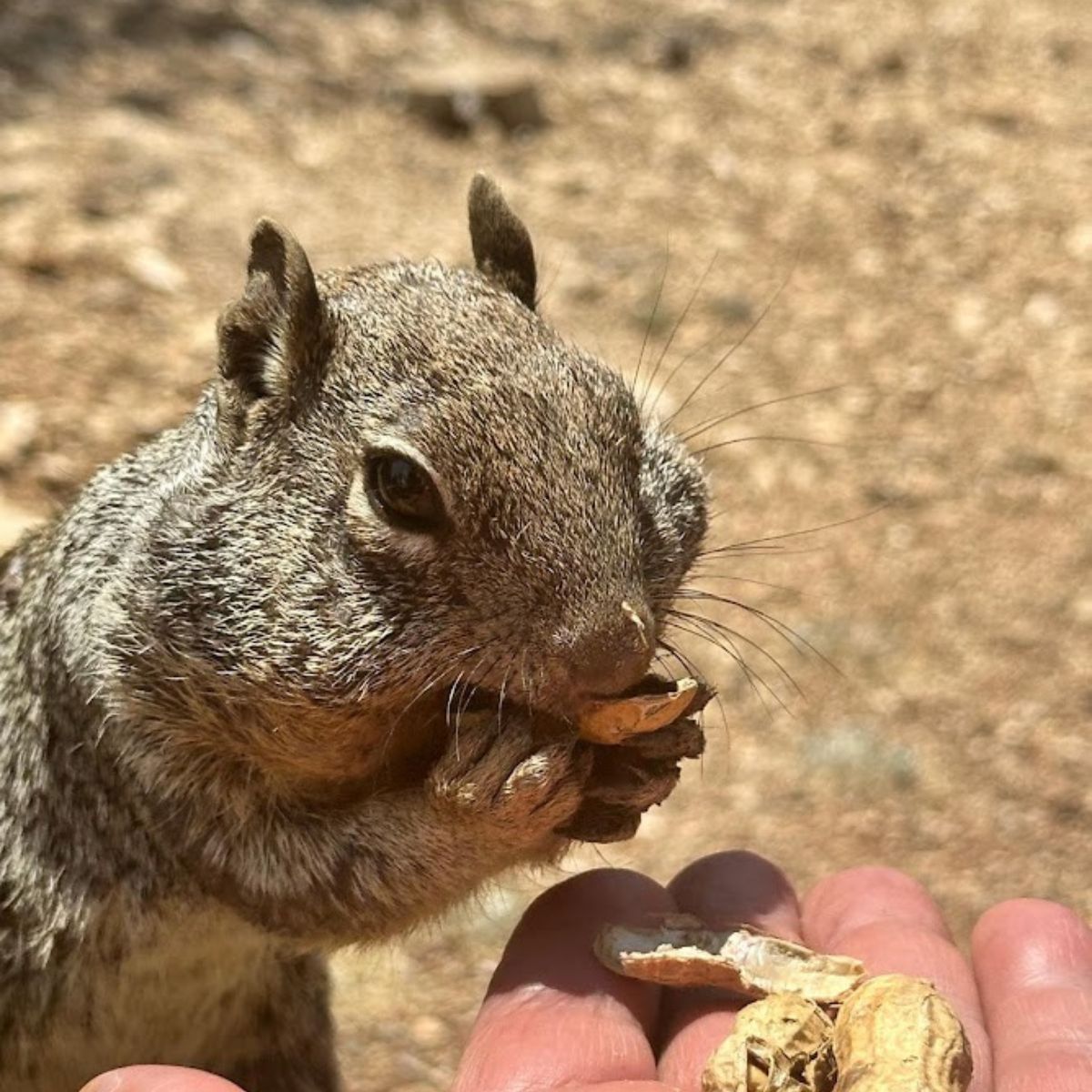 Squirrel eating peanuts for a man's hand.
