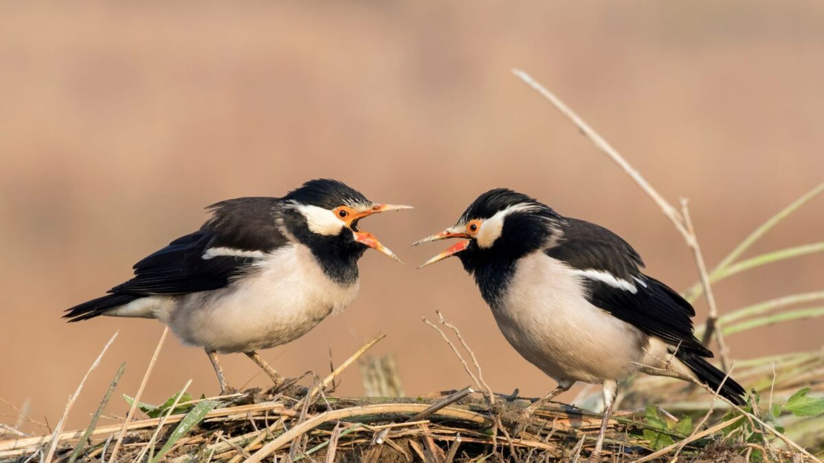 two starlings chatting. 