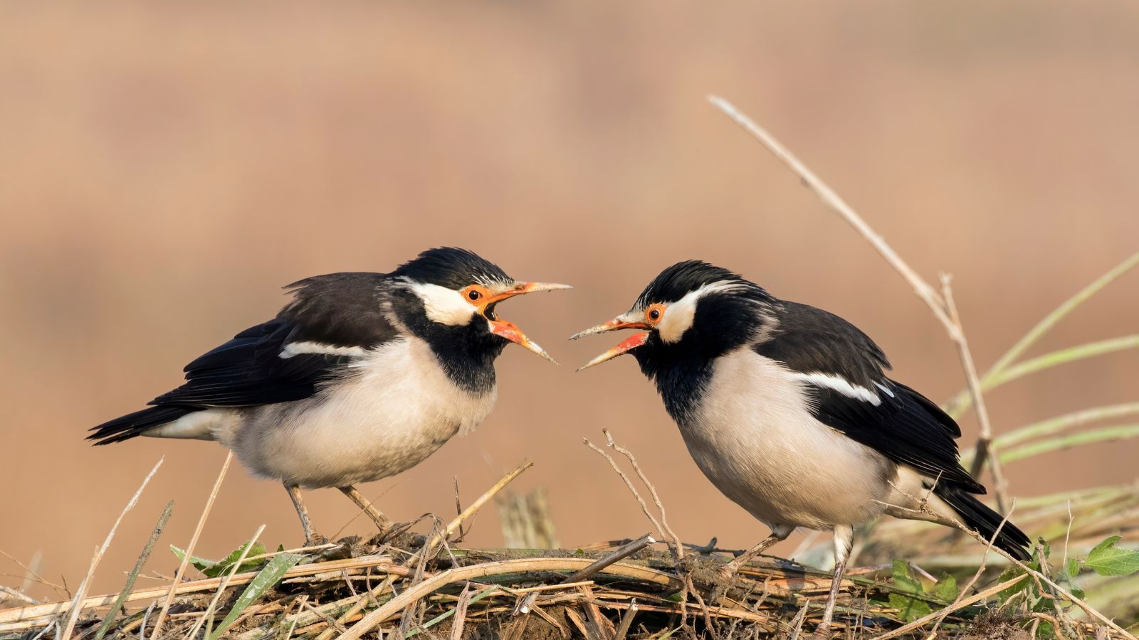 two starlings chatting.