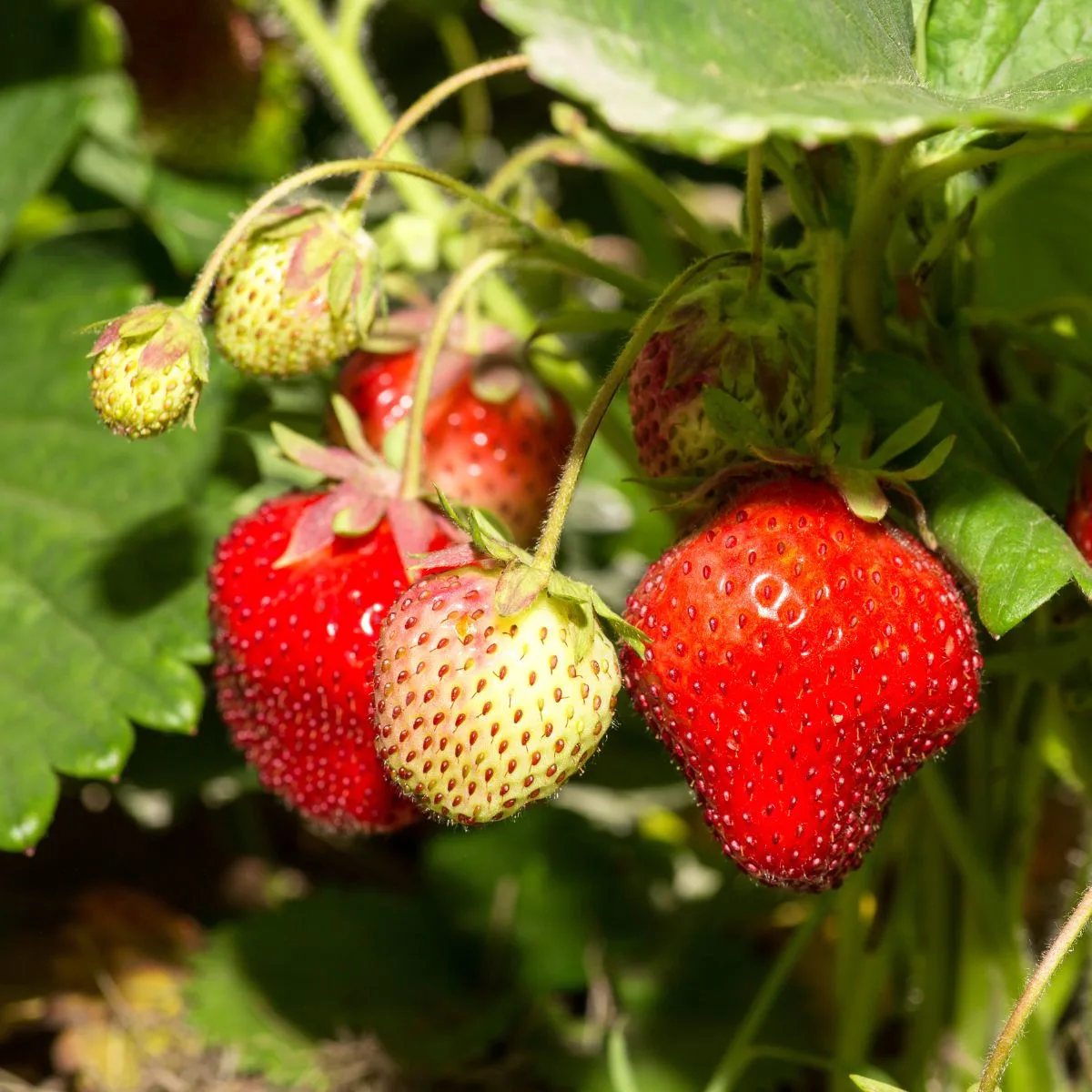 strawberry plant with fruit in different stages of ripening. 