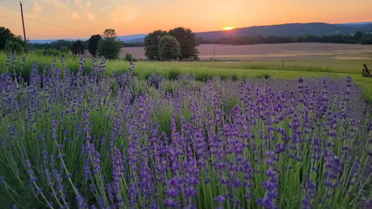 Beautiful sunset behind my lavender field.