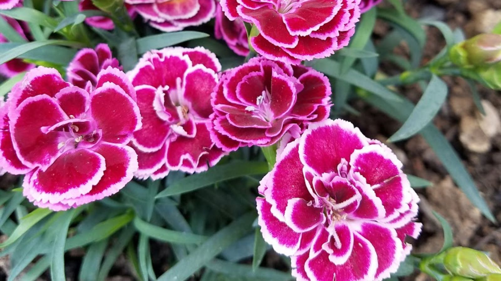 sweet William flowers.