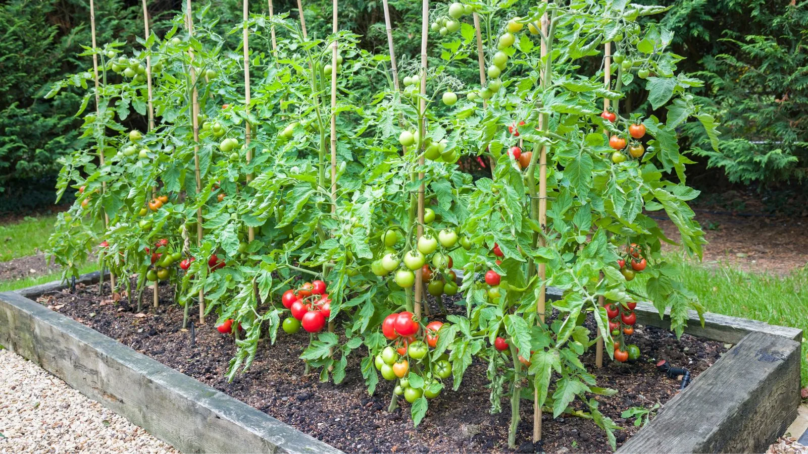 tomato plants growing in a raised bed.
