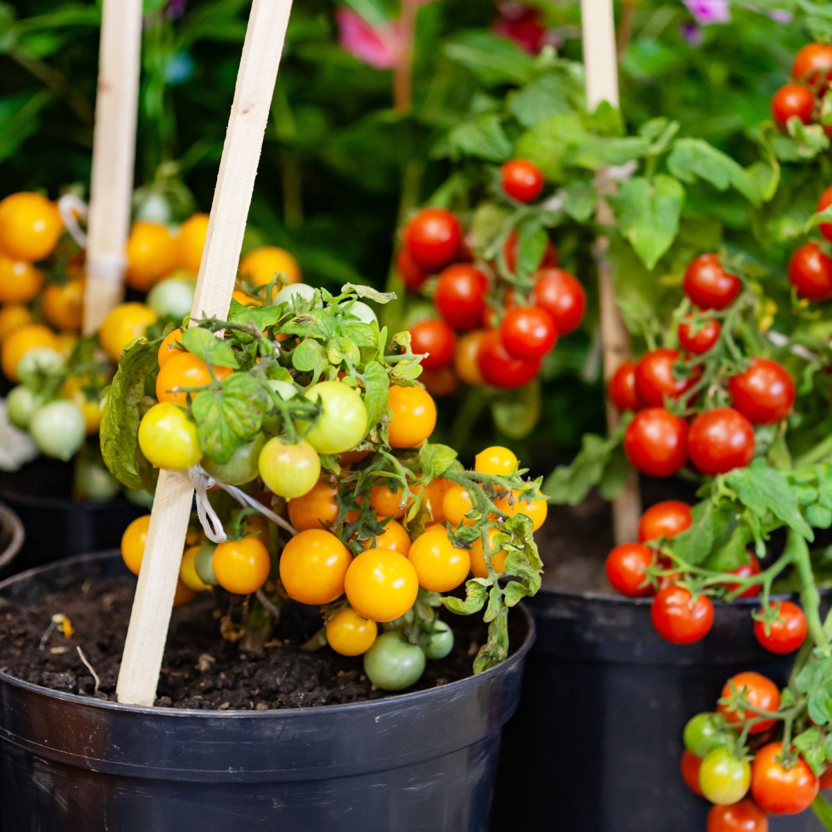 red and yellow cherry tomatoes growing in containers. 