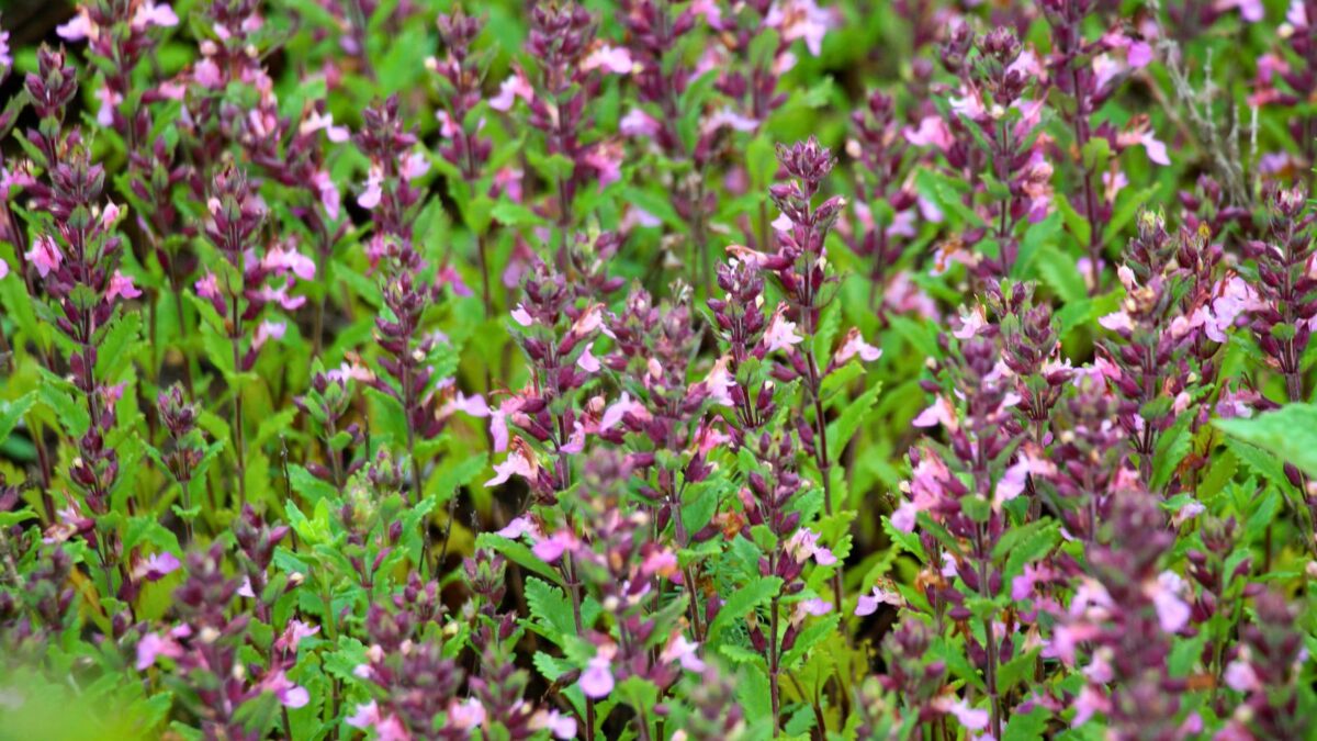 wall germander.
