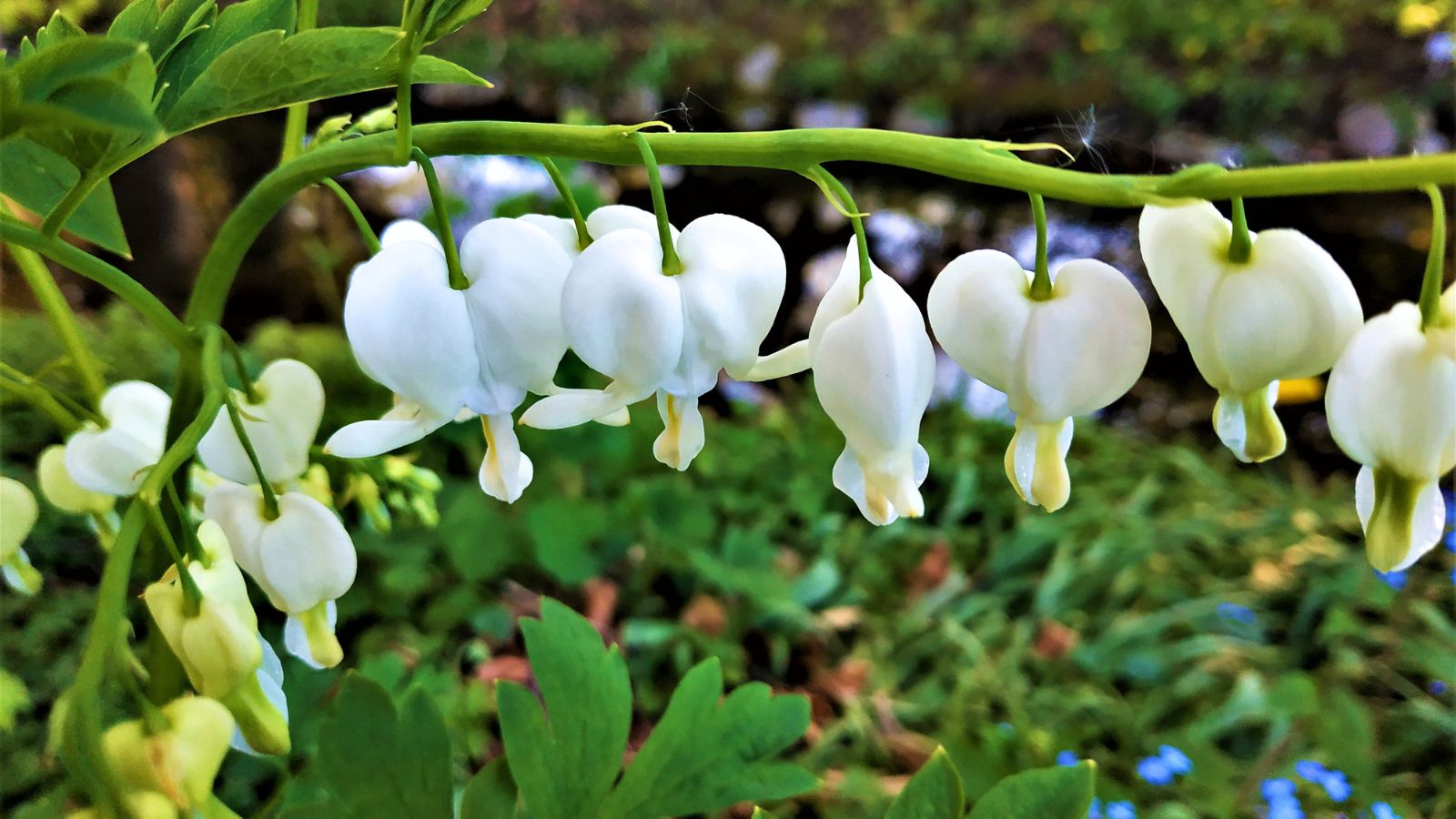 white bleeding heart