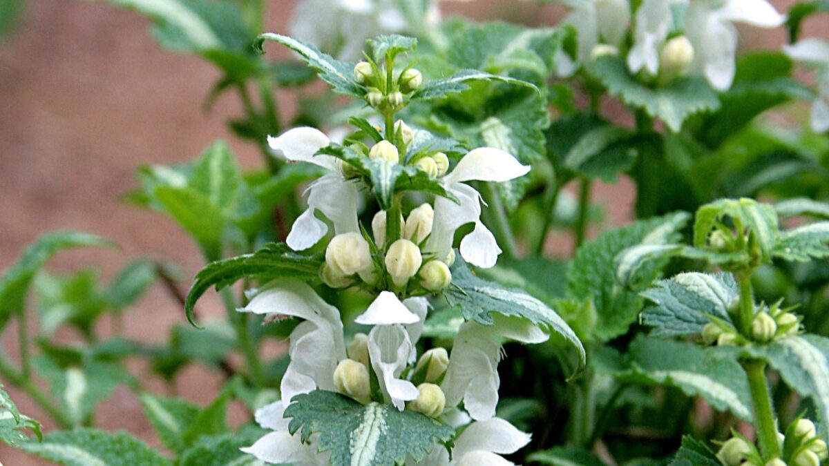 white Nancy lamium.