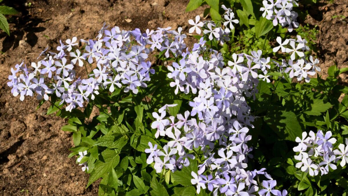 blue woodland phlox.