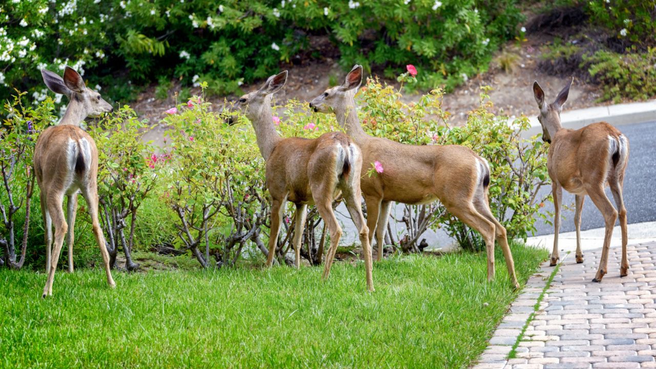 A family of deer eating rose bushes in suburban California garden