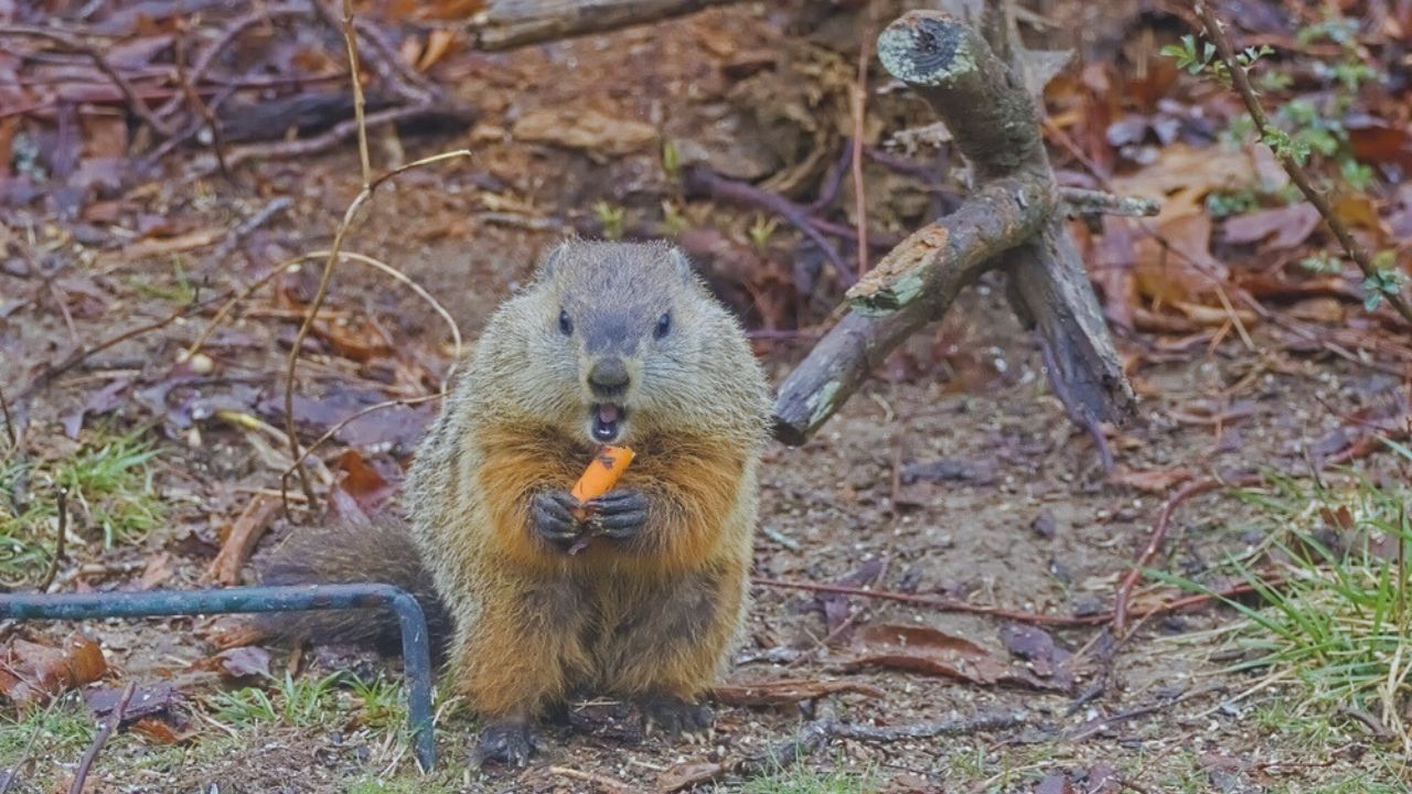 A groundhog eating a carrot on dreay day.