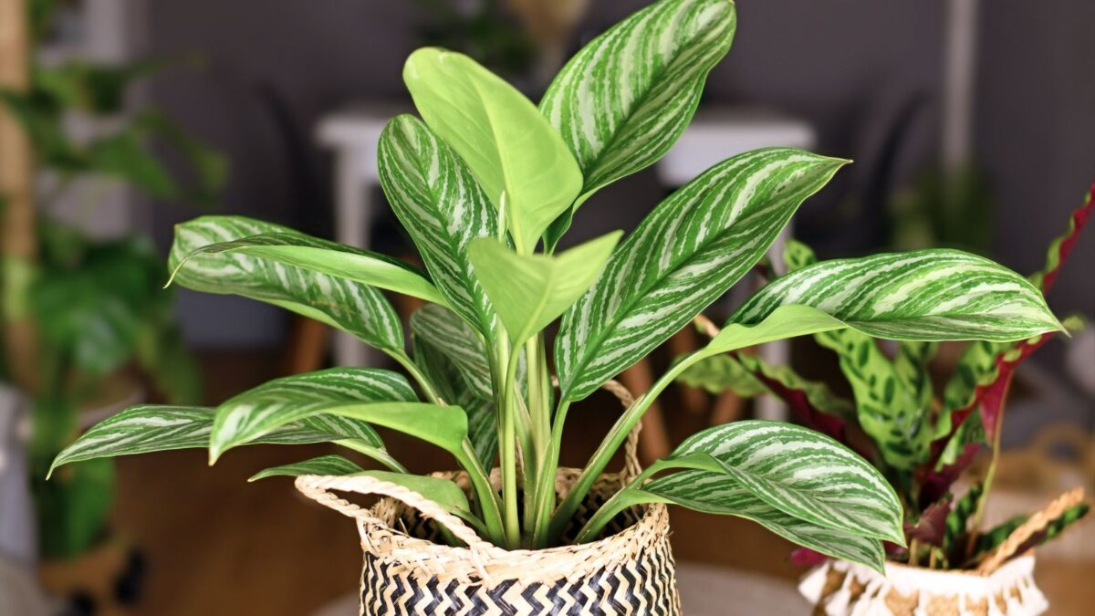 Aglaonema spp. - potted Chinese evergreen plant.