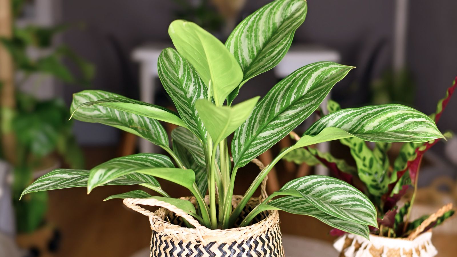 Aglaonema spp. - potted Chinese evergreen plant.