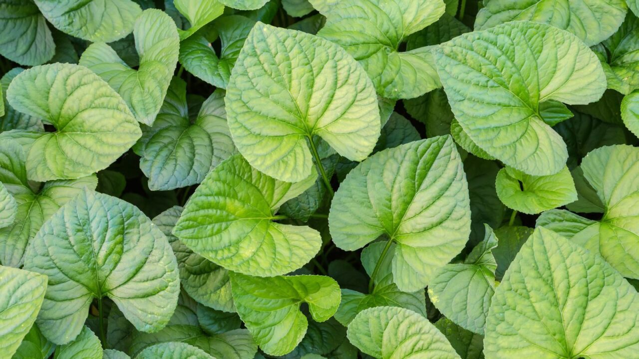 Asarum canadense - wild ginger leaves.