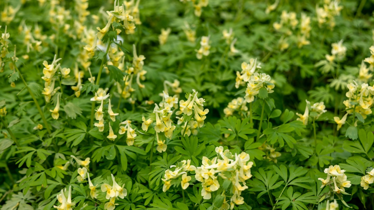 Corydalis Lutea, Delicate yellow tubular flowers with lacy foliage