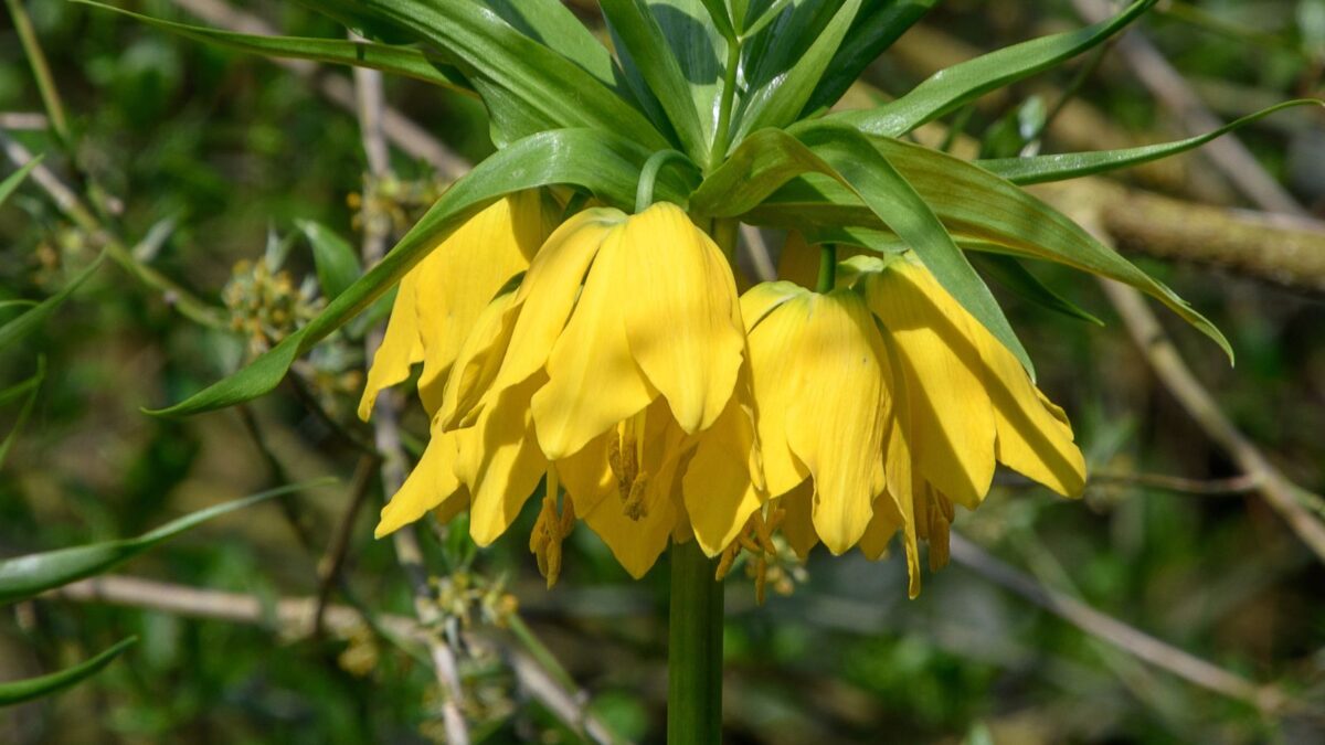 Fritillaria imperialis Lutea (5 Bulb)Deer and Rodents wont eat Blooms Mid-Spring Fritillaria imperialis lutea