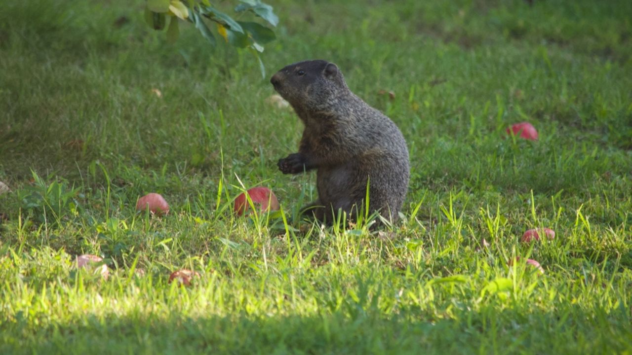 Groundhog in a garden with apples