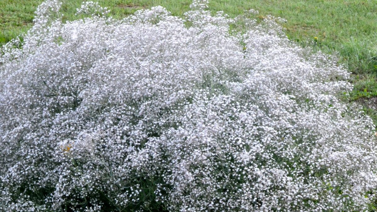 Gypsophila paniculata - baby's breath white flowers.