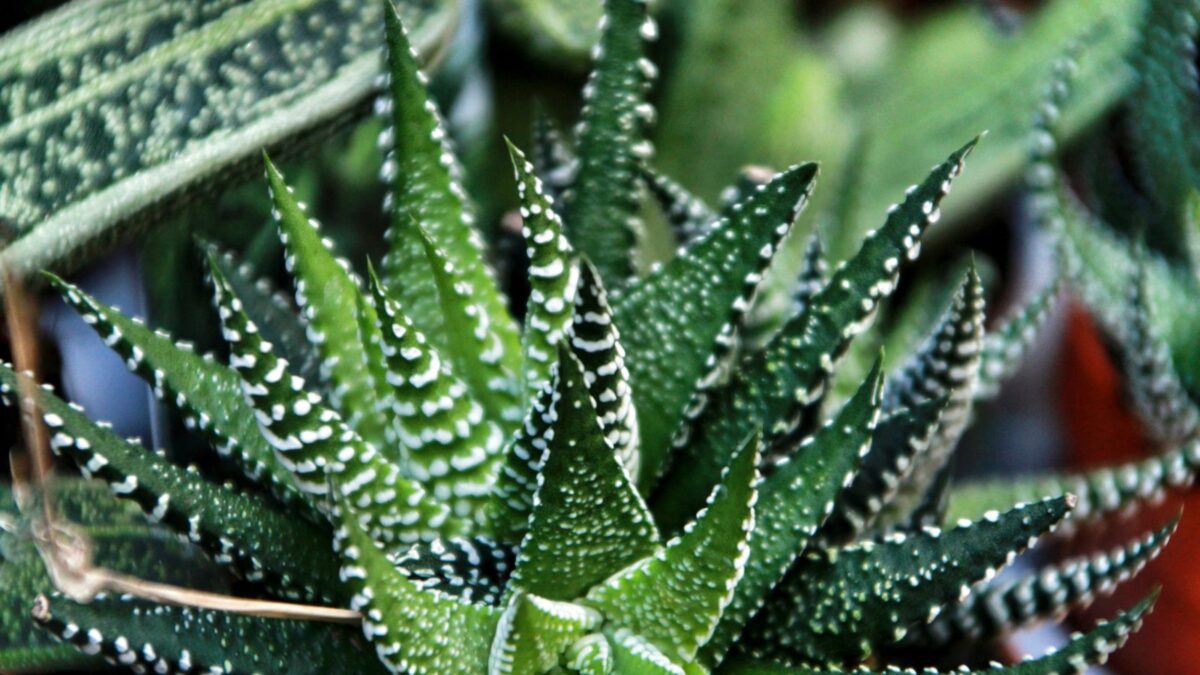 Haworthia plant.