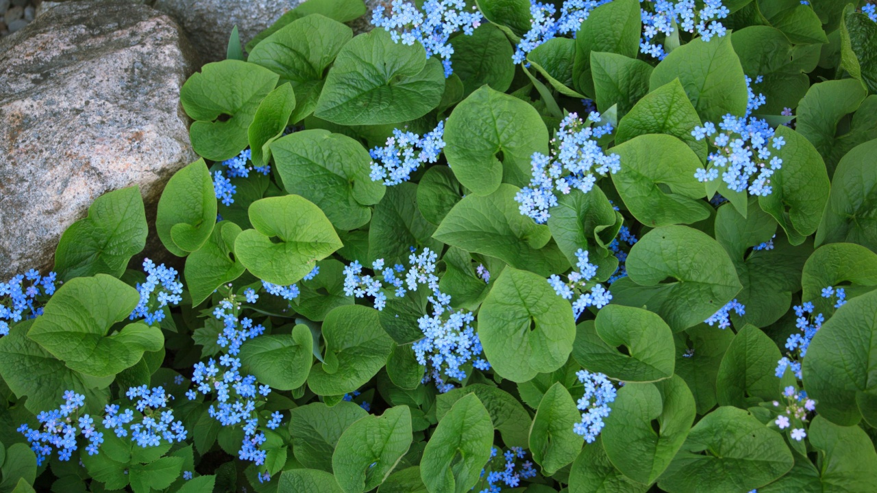 Brunnera macrophylla in a garden with stones