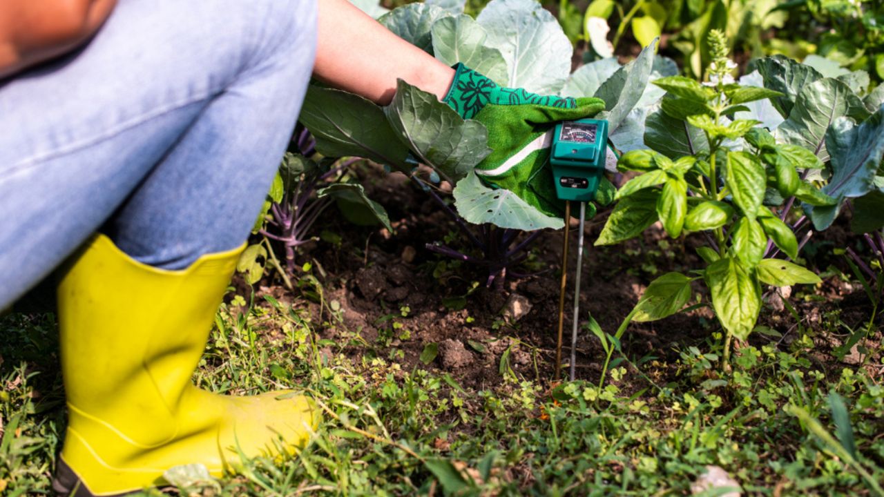 Moisture meter tester in soil. Measure soil for humidity, nitrogen and HP with digital device. Woman farmer in a garden. Concept for new technology in the agriculture.